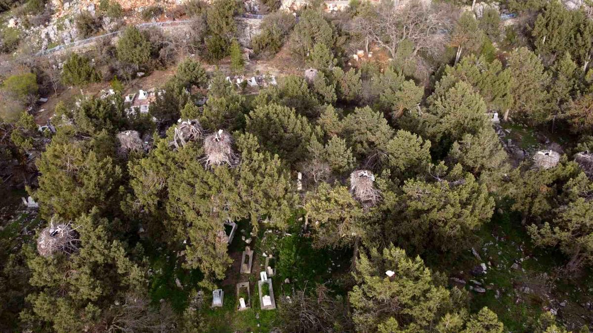 Beyşehir\'de yuvalar şenlendi, leylekler vadisi canlandı