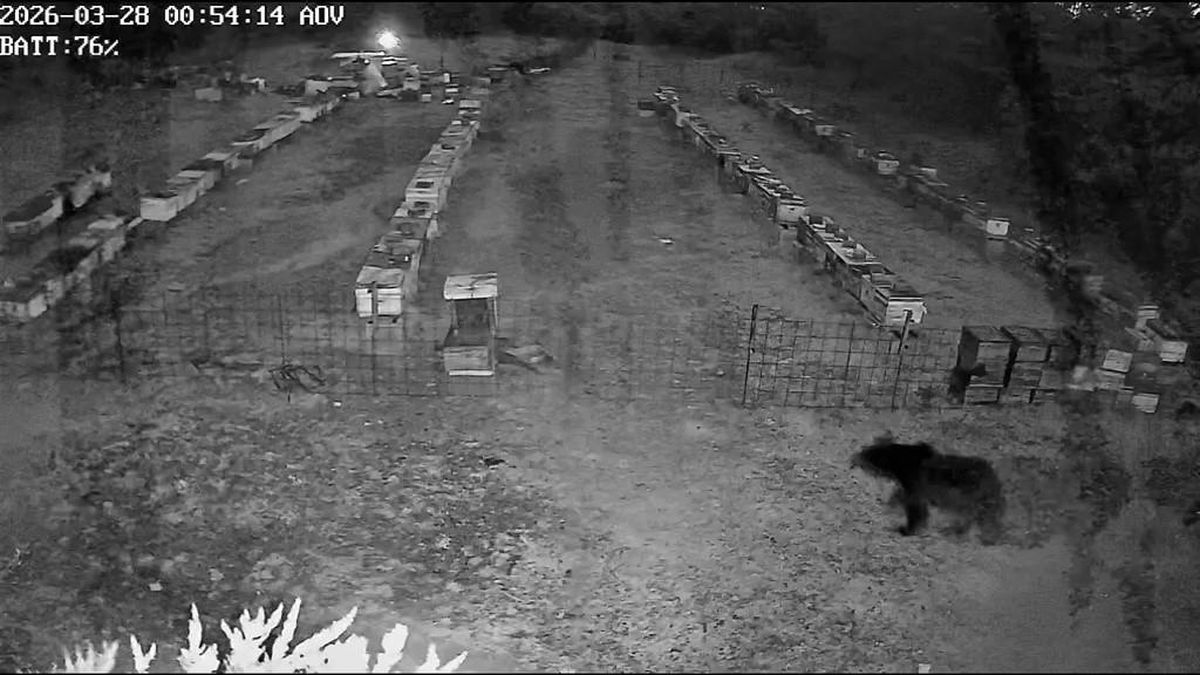 Ayı Ailesi Arı Çiftliğini Bastı