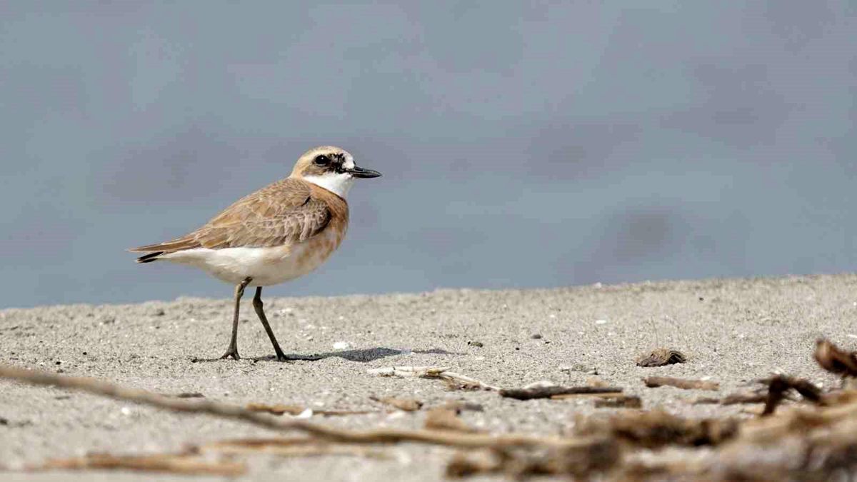 Çanakkale\'de Büyük Cılıbıt Kuşu Görüntülendi