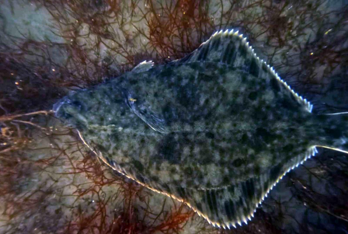 Dip çamuru temizliği İzmit Körfezi\'ne yunusları geri getirdi