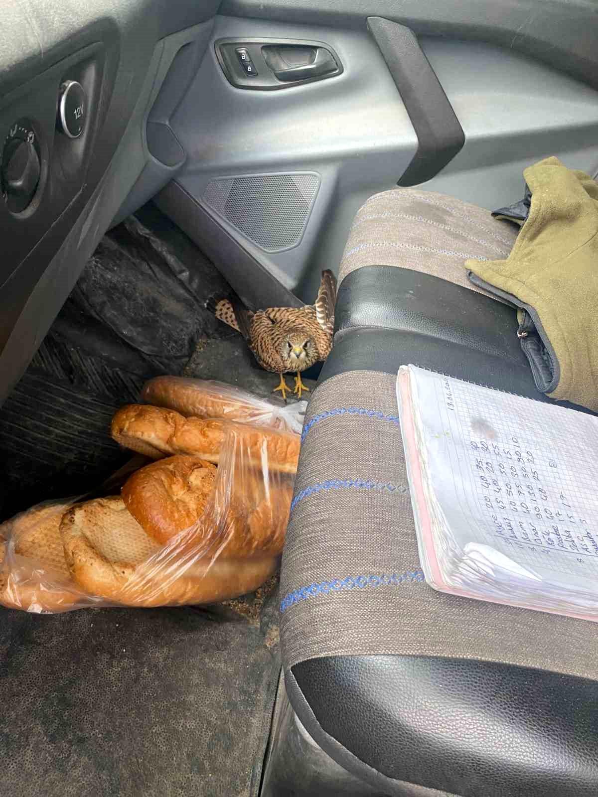 Dörtyol\'da yaralı atmaca araca sığındı