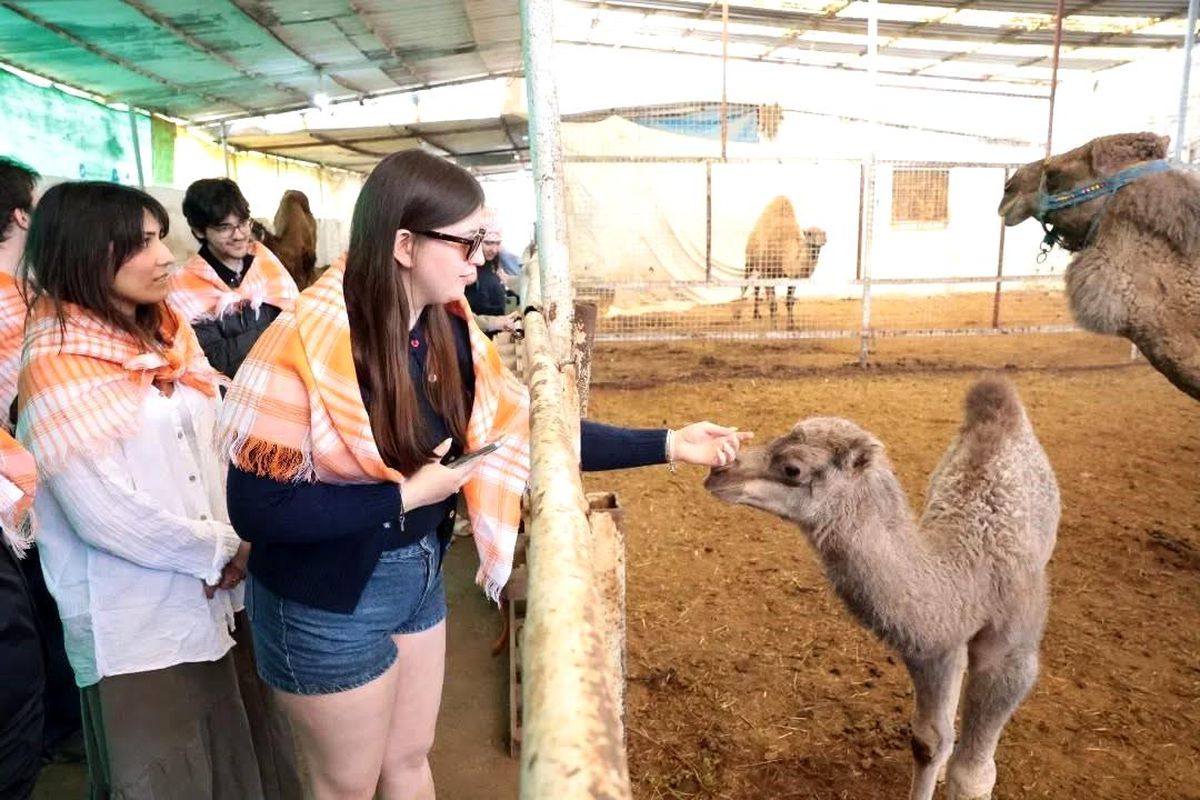 Estonyalı öğrenciler deve çiftliğini gezdi