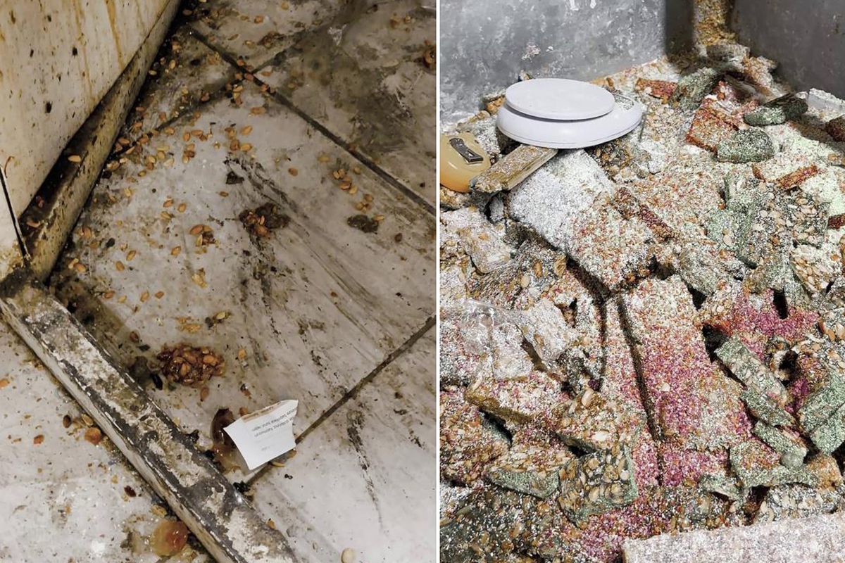 Bunları insanlara yedireceklerdi! Eve giren zabıta gözlerine inanamadı