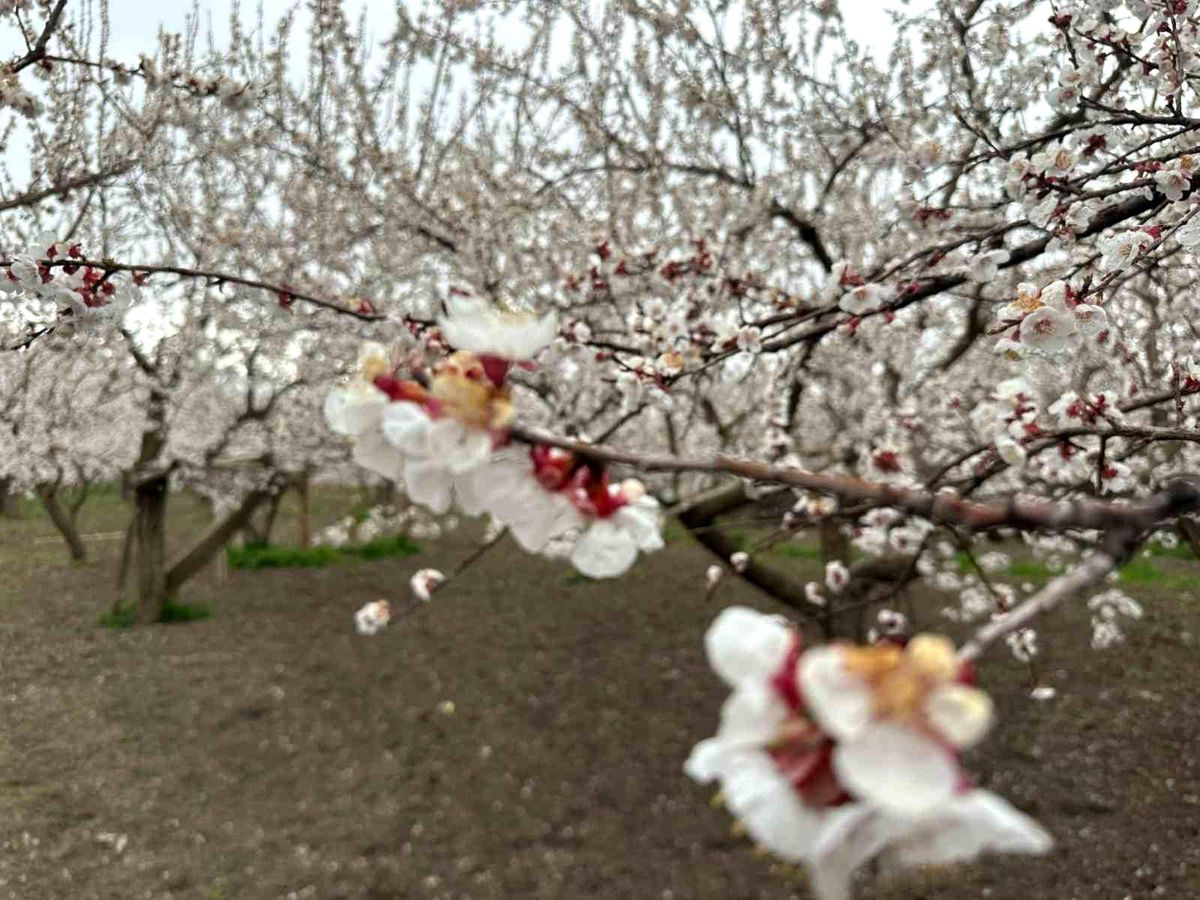 Kağızman\'da Kayısı Ağaçları Çiçek Açtı