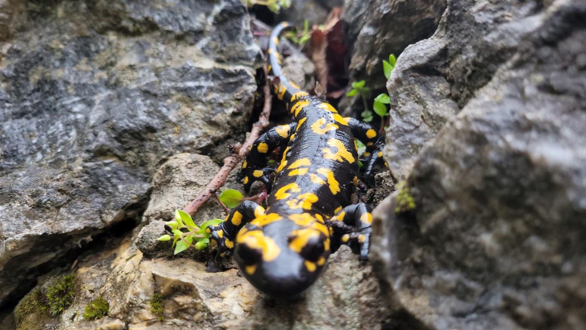 Sarı Benekli Semender Görüntülendi