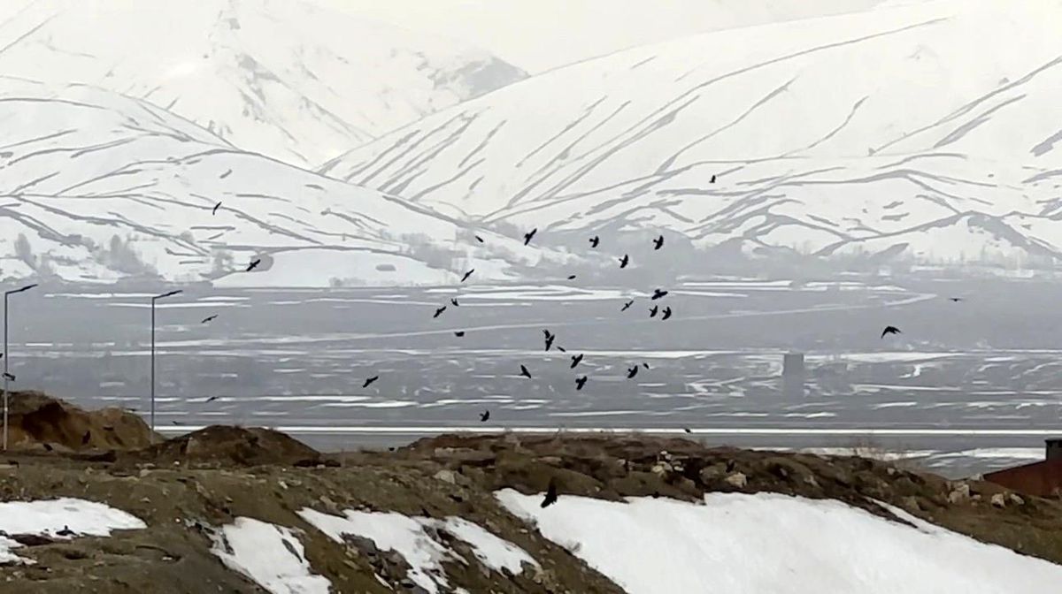 Kuşların rüzgarla dansı: Havada zor kalabildiler