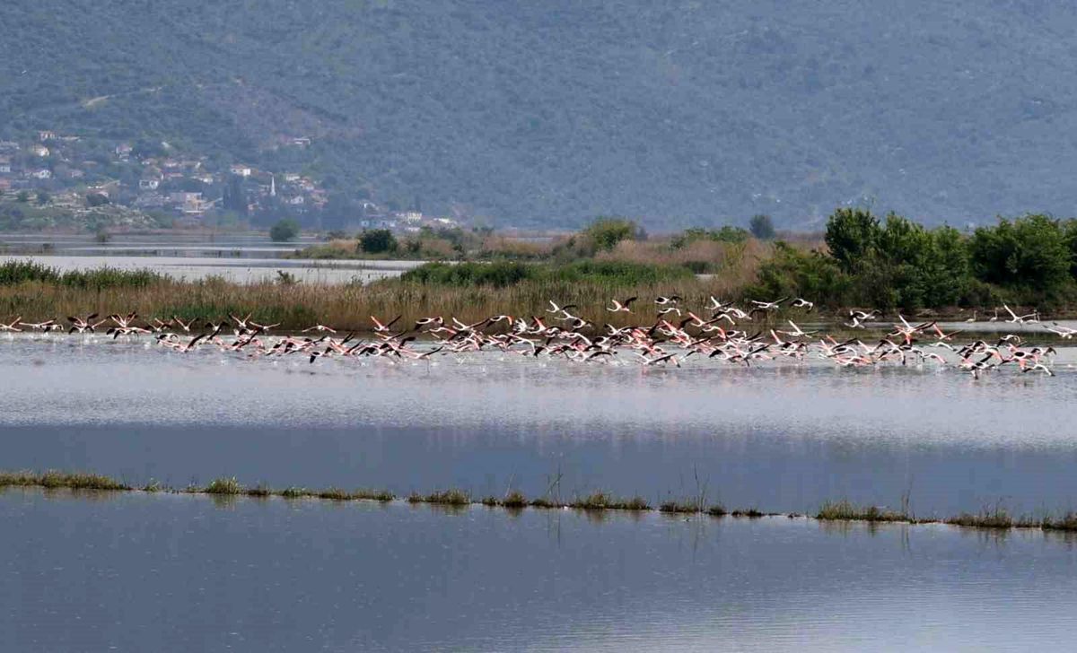 Aydın\'da Flamingolar Tarlalarda