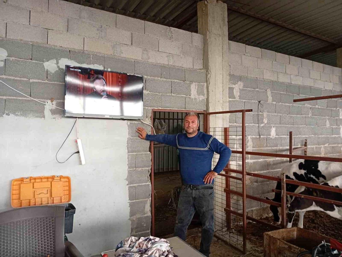 İnekler için Müzikli Televizyon