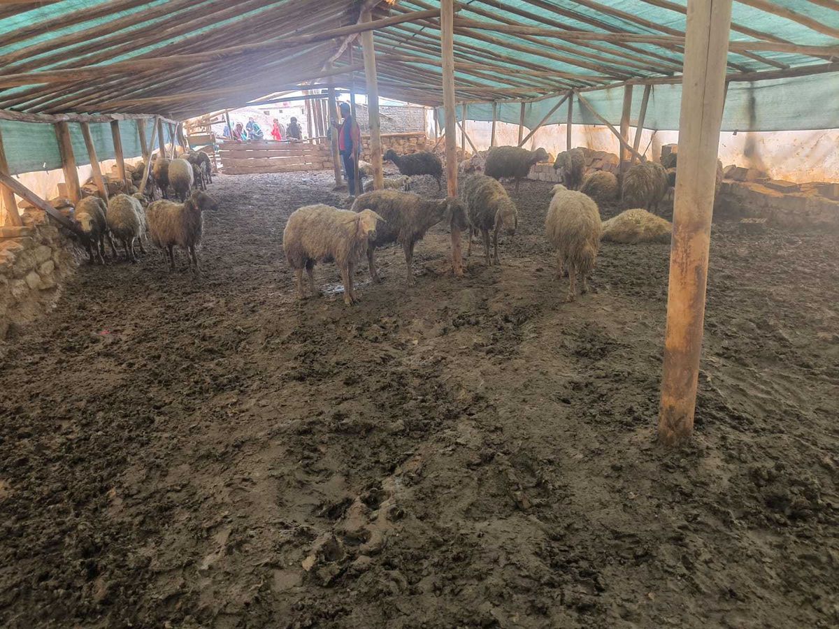 Kurt Saldırısı: 40 Koyun Telef Oldu