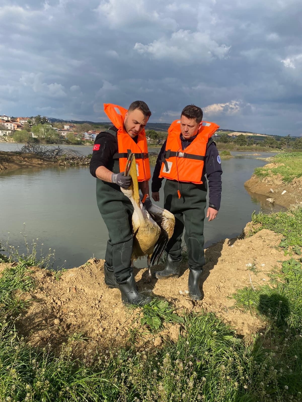 Yaralı Pelikan Kurtarıldı