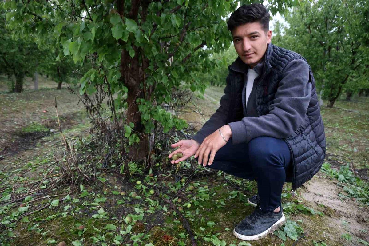 Hatay\'da Dolu Zararı: Kayısı Bahçeleri Etkilendi