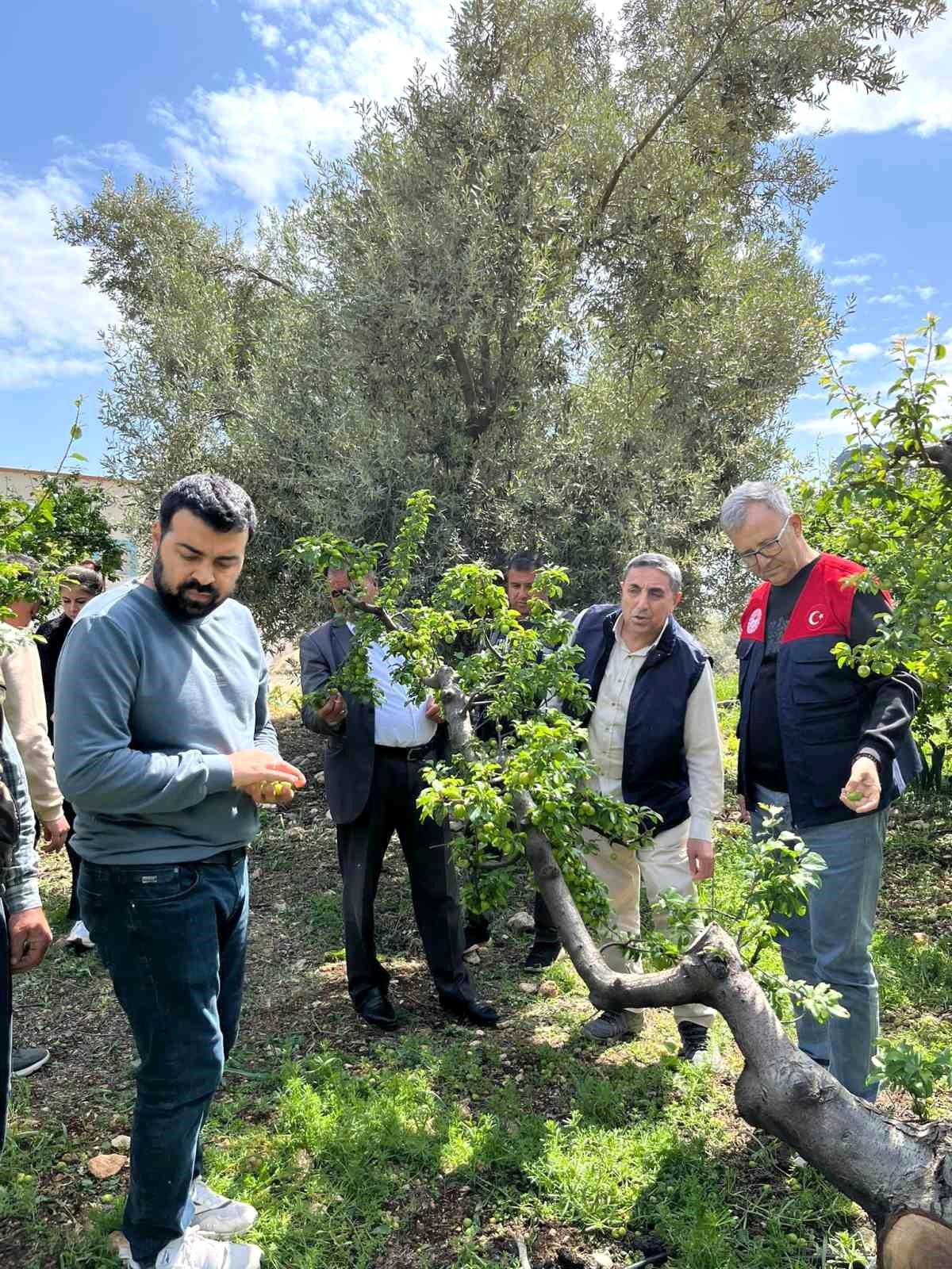 Silifke\'de Dolu Yağışı Tarımı Vurdu