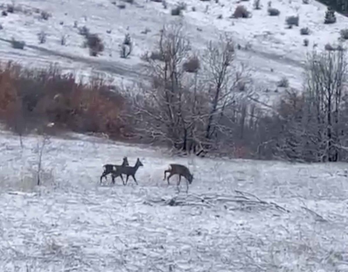 Kızılgeyikler Refahiye\'de Görüntülendi