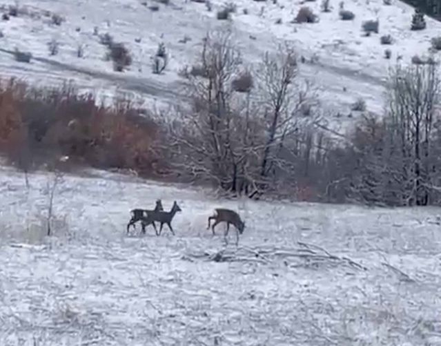 Kızılgeyikler Refahiye’de Görüntülendi