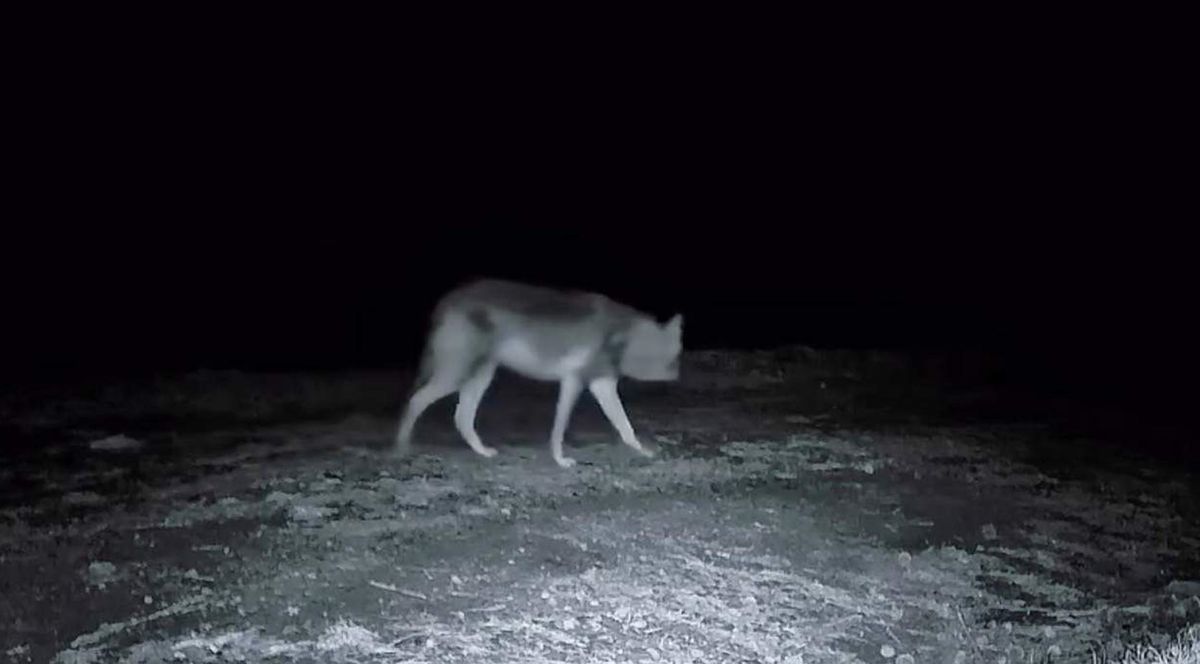 Ganos Dağı\'ndaki Yaban Hayat Görüntülendi