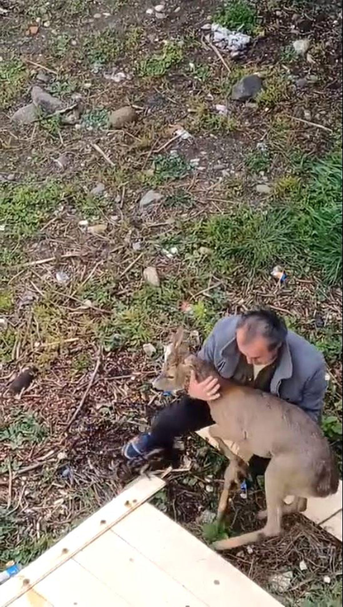 Görele\'de Yaralı Karaca Kurtarıldı