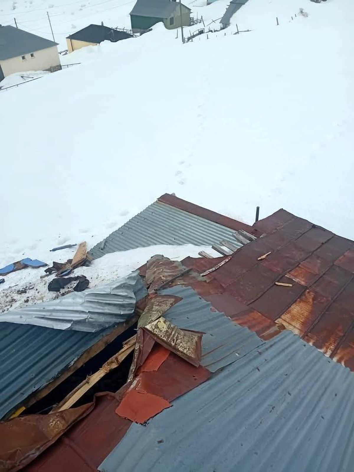 Yayla Evine Ayı Saldırısı