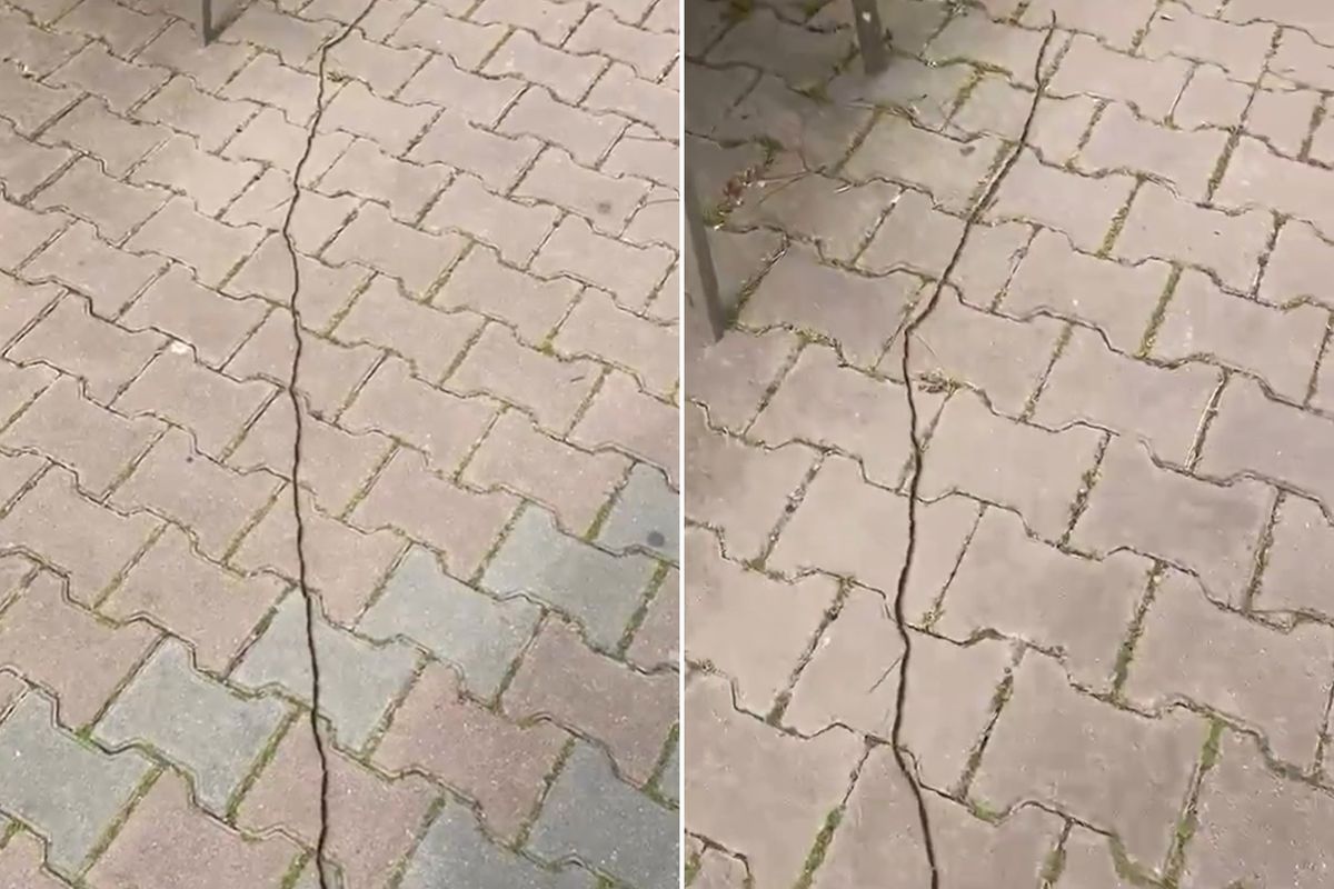 İstanbullular diken üstünde! Çam kese tırtılı böyle görüntülendi