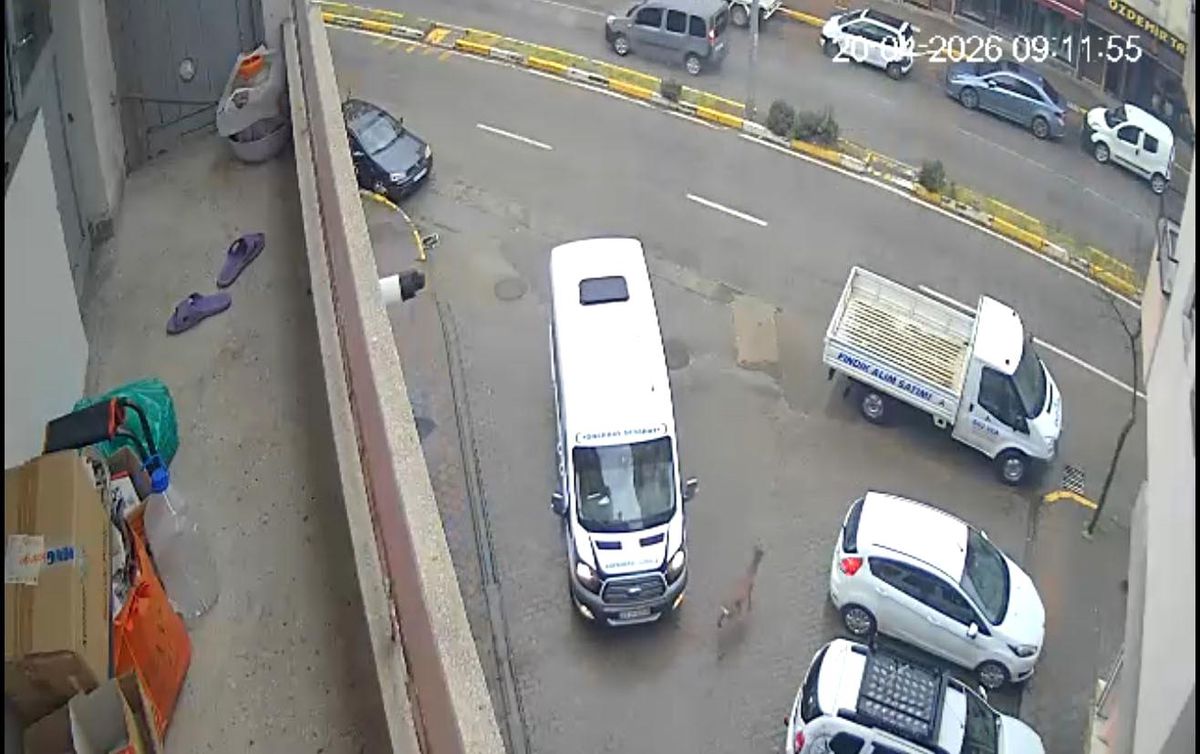 Giresun\'da Karaca Paniğe Neden Oldu