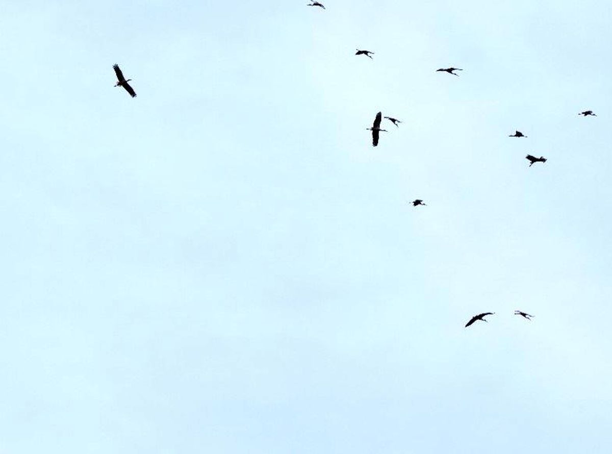 Kozan\'da Leyleklerin Bahar Göçü