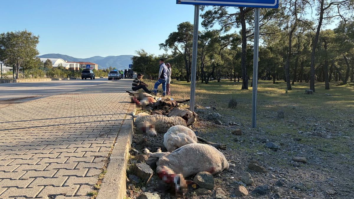 Motosiklet koyun sürücünün arasına daldı: Sürücü yaralandı, 8 koyun öldü