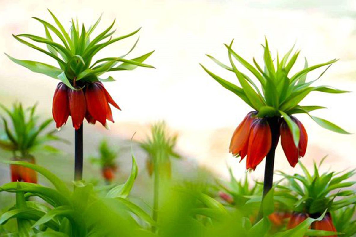 Muş\'ta ters laleler açtı