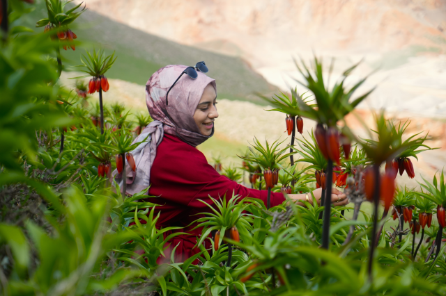 Muş'ta ters laleler açtı