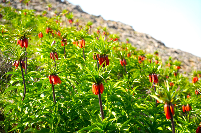 Muş'ta ters laleler açtı