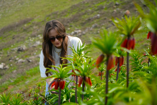 Muş'ta ters laleler açtı