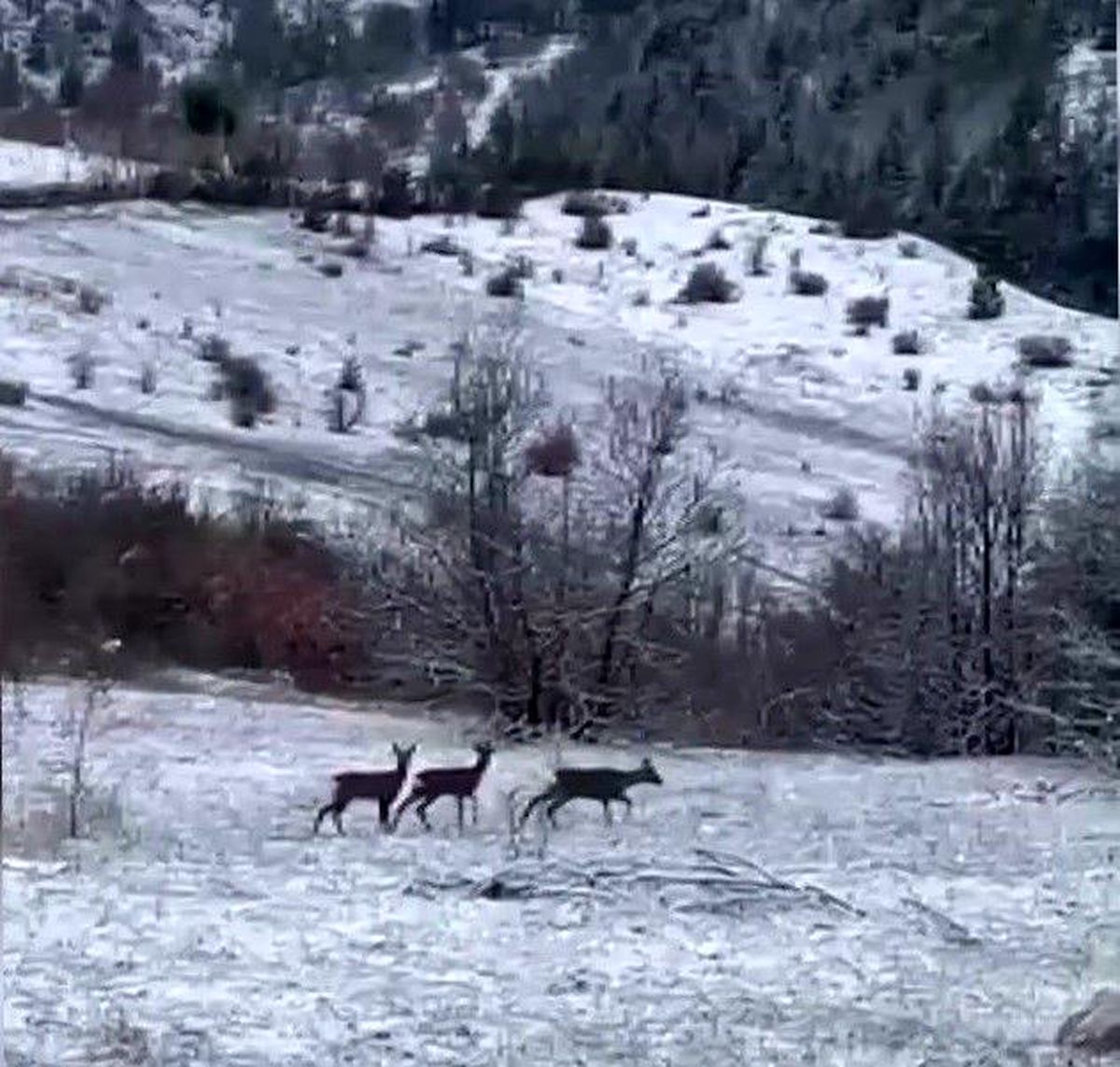 Kızıl Geyikler Refahiye\'de Görüntülendi