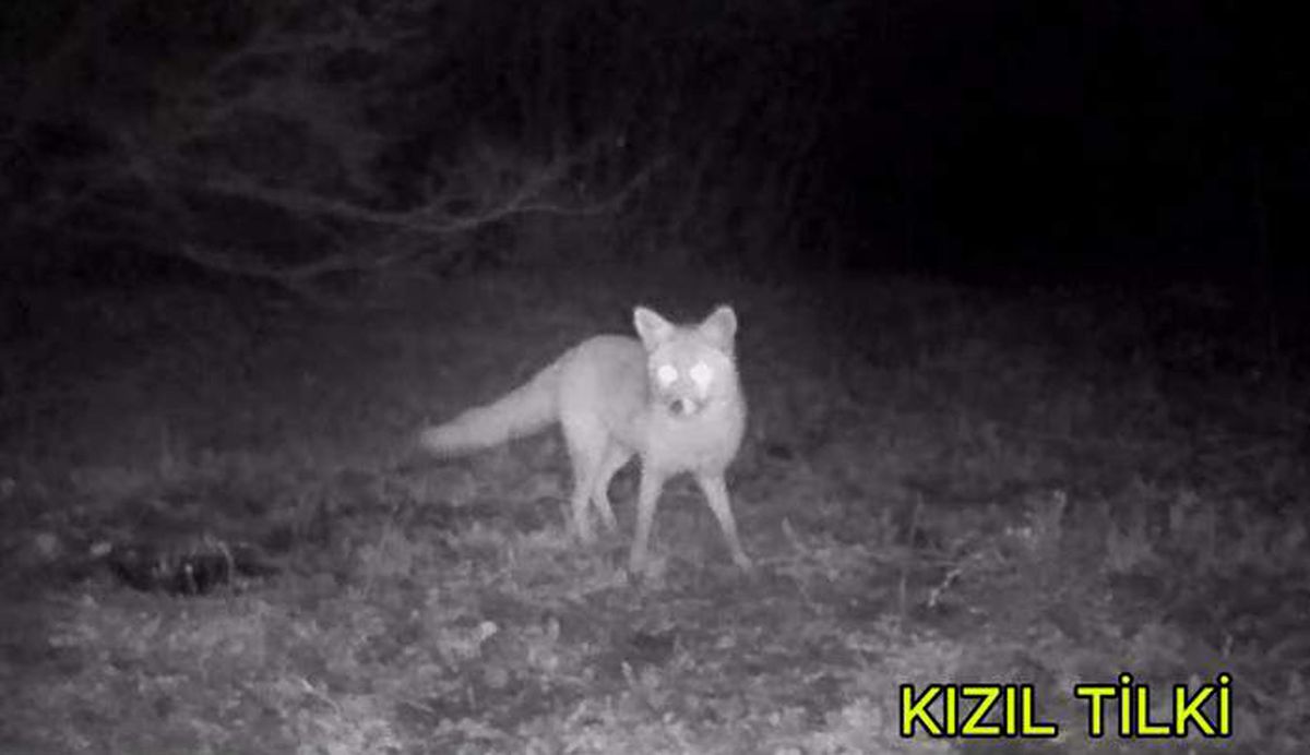 Edirne\'de Yaban Hayvanlarına Fotokapanla İzleme