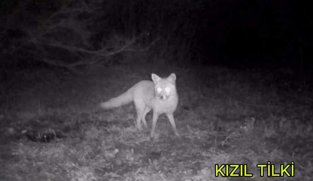 Edirne’de Yaban Hayvanlarına Fotokapanla İzleme
