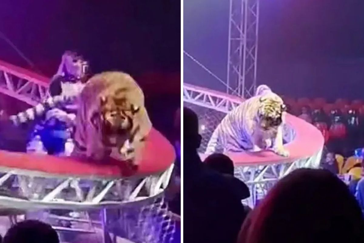 Sirkte dehşet anları: Kafesinden kaçan kaplan seyircilerin arasına daldı