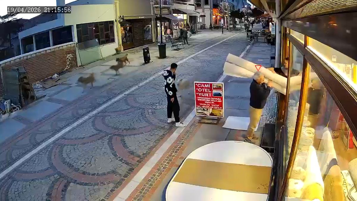 Edirne\'de Sokak Köpeği Saldırısı