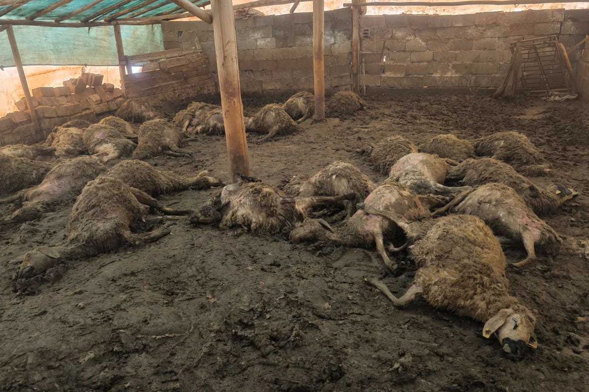 Üreticinin tüm birikimi bir gecede yok oldu