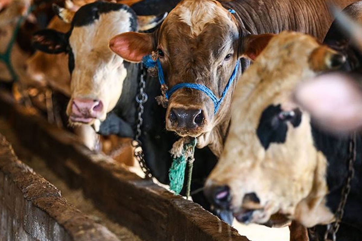 Vekaletle kurban kesim bedelleri belirlendi