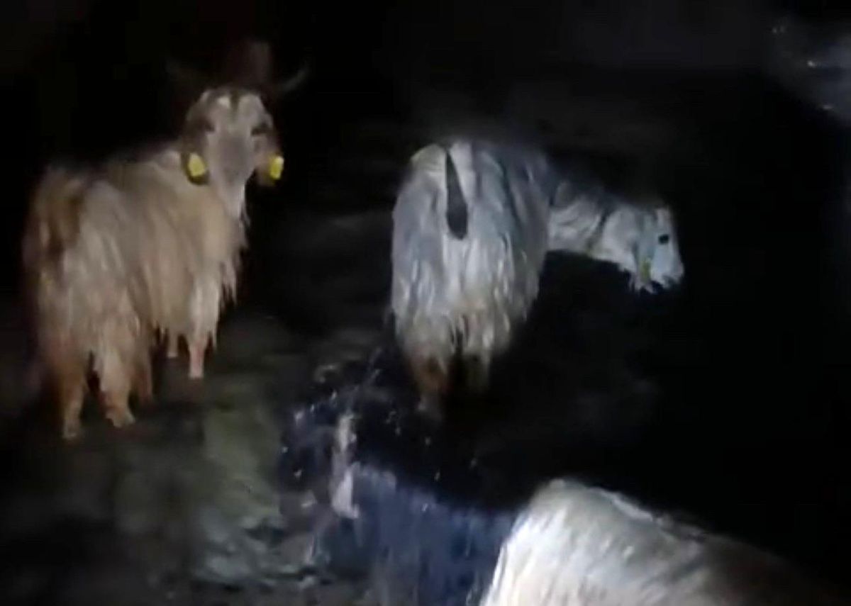 Hakkari\'de Yağışlar Hayvanları Mahsur Bıraktı