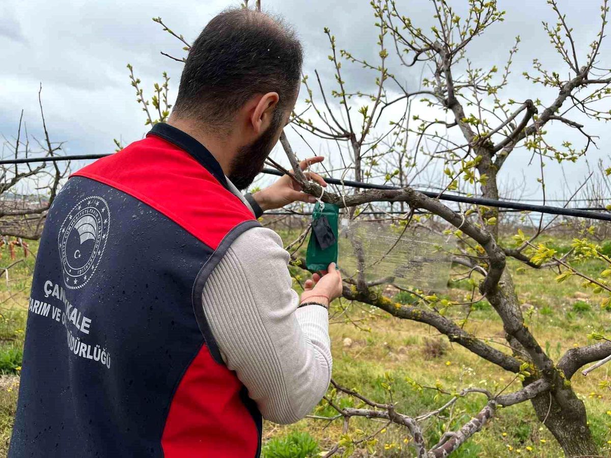 Kahverengi Kokarca Takibi Başladı