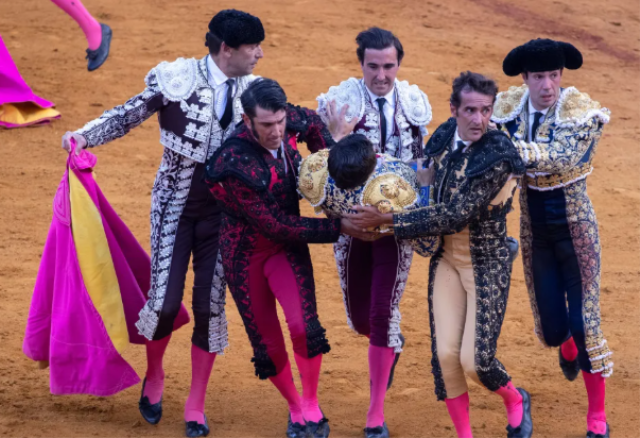 Kızgın boğanın makatından boynuzladığı matador ağır yaralandı