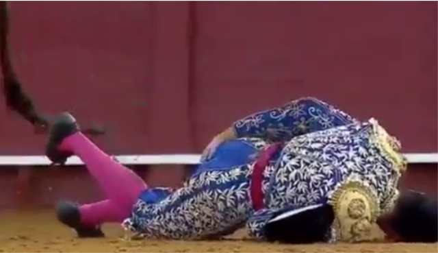 Kızgın boğanın makatından boynuzladığı matador ağır yaralandı