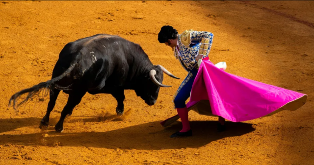 Kızgın boğanın makatından boynuzladığı matador ağır yaralandı