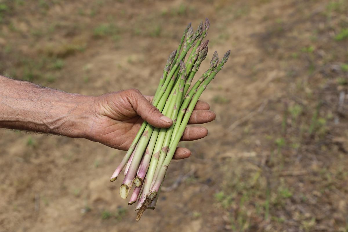 İzmir Kuşkonmaz Üretiminde Hedef 1. Sıra