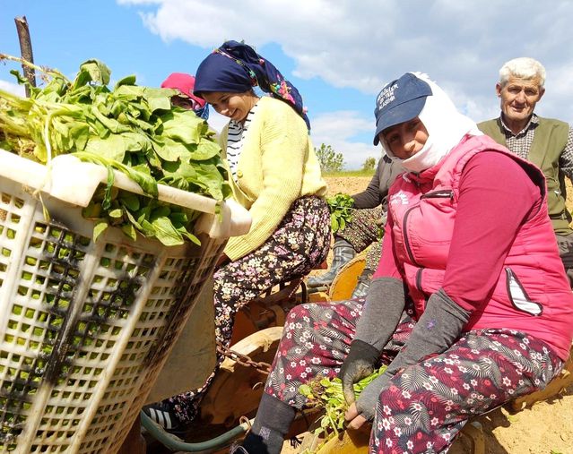 Sarıgöl'de Tütün Dikim Sezonu Açıldı