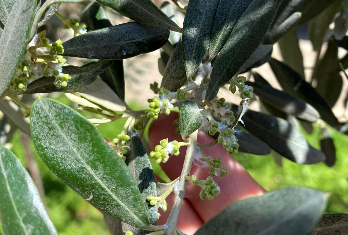 Sarıgöl\'de Zeytin Üreticilerine Pamuklu Bit Uyarısı