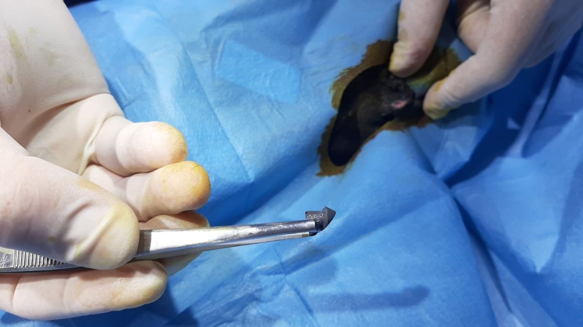 Kedileri Vuran Komşuya 5 Ay Hapis