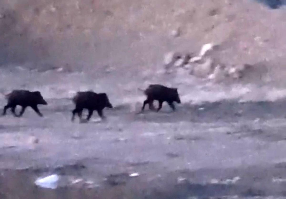 Yüksekova\'da Yaban Domuzları Görüntülendi