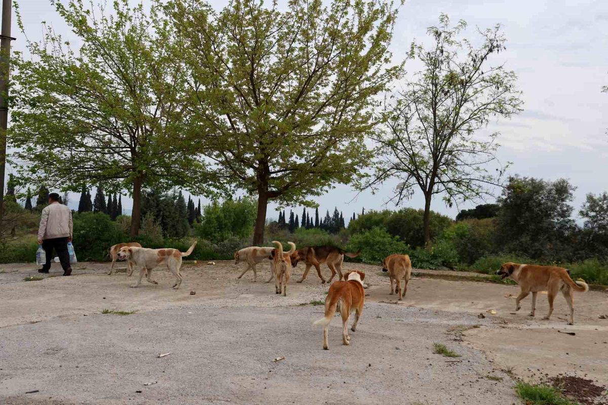 Aydın\'da Başıboş Köpek Sorunu