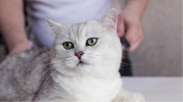 British Shorthair Ev Bakımına Uygun mudur? (2026 Güncel Rehber)