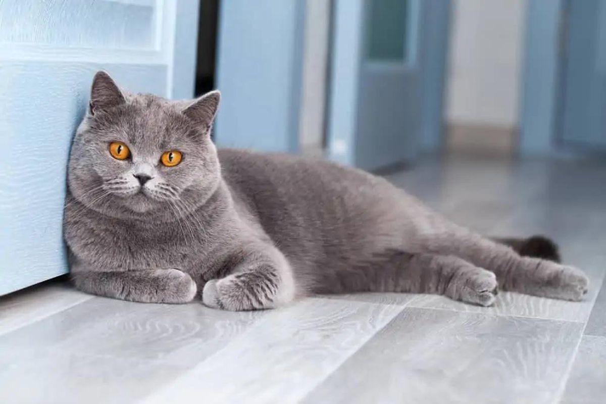British Shorthair Ev Bakımına Uygun mudur? (2026 Güncel Rehber)