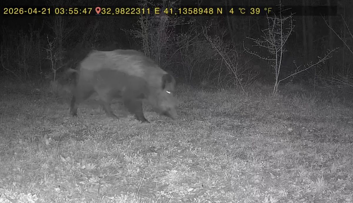 Ovacık\'ta Fotokapan Orman Hayatını Kaydetti